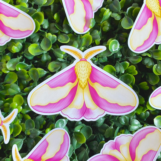 Rosy Maple Moth Sticker